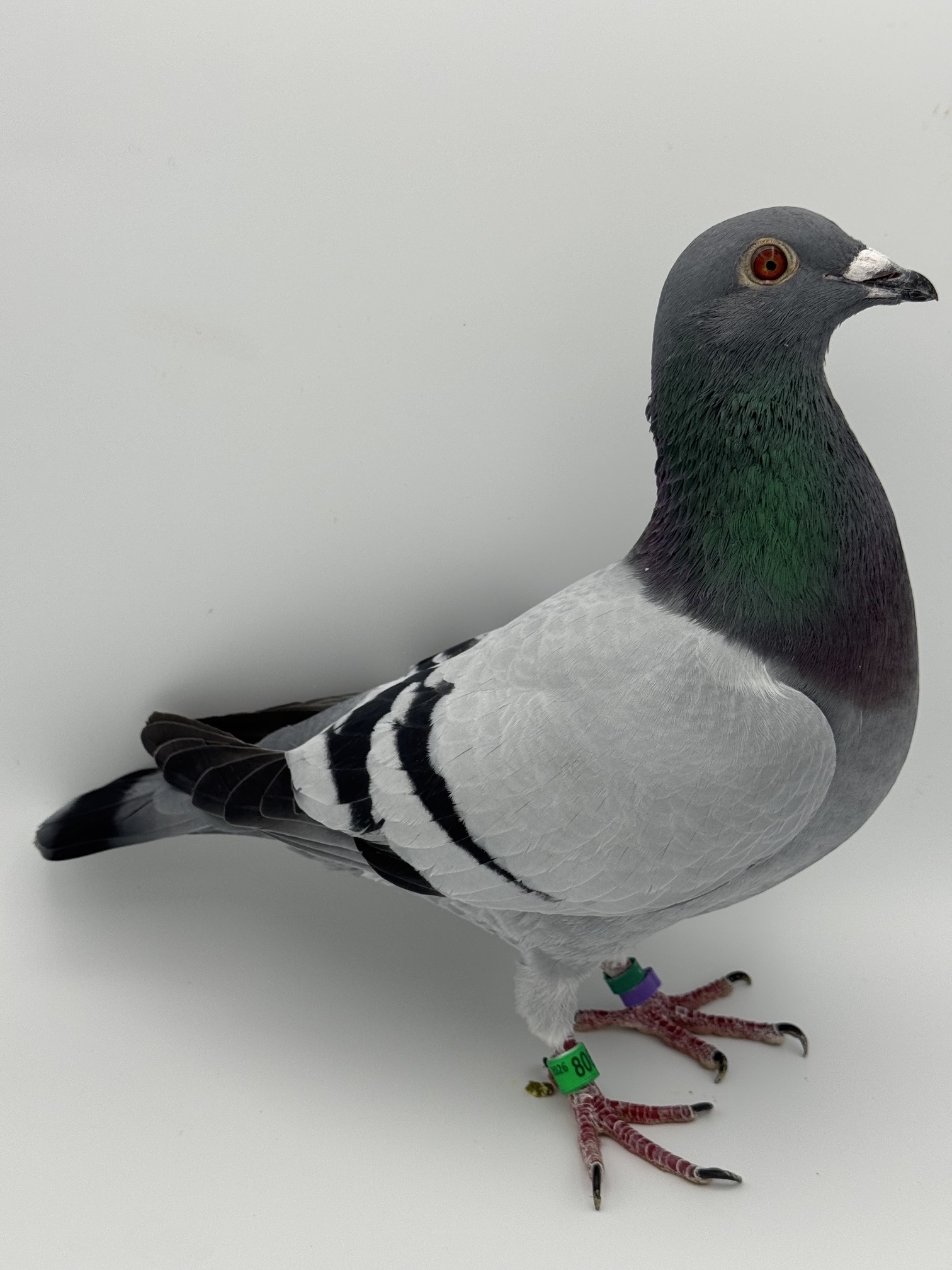 26 LSL 808 BBCock