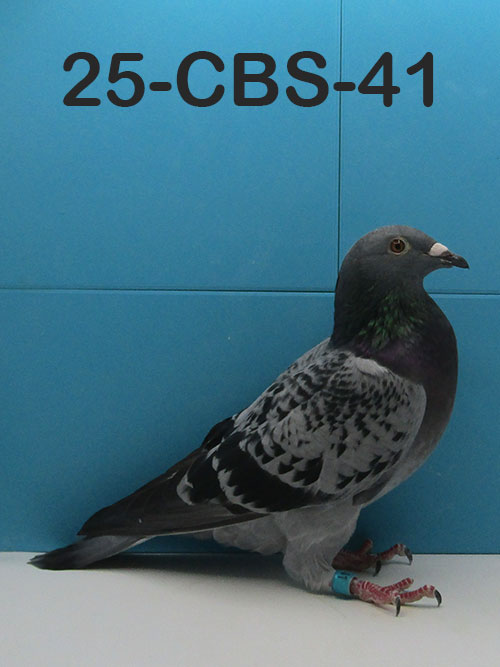 25-CBS-41 Blue check hen. 