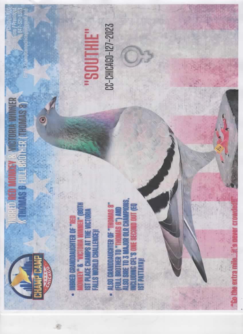 CC CHICAGO 127 BBH THOMAS 8 RED MONKEY