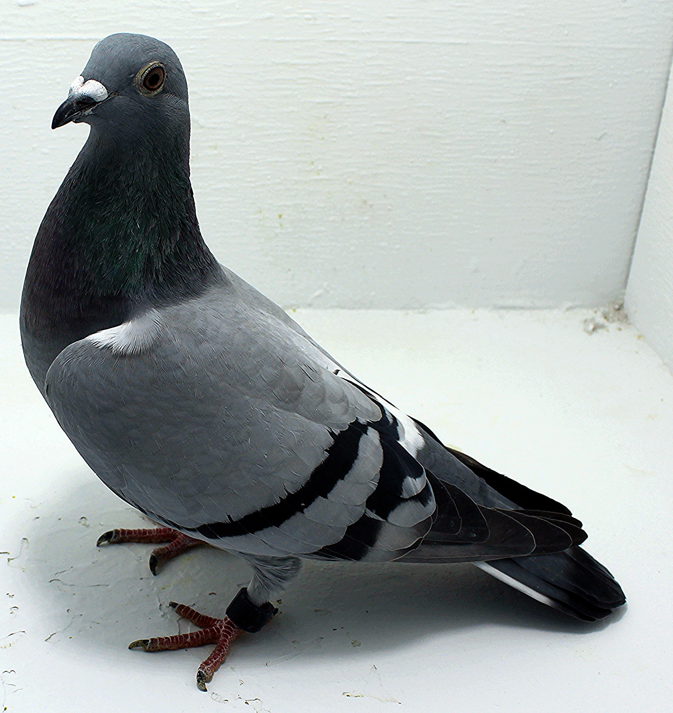 AU 20158 AA 2025 Pure Hansenne