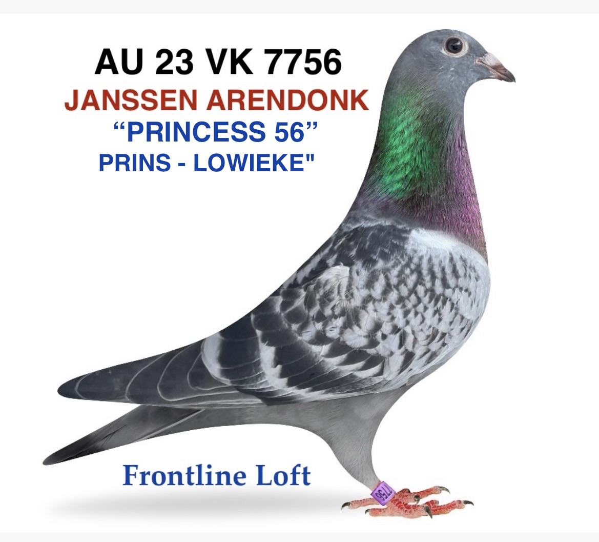 PRINS - LOWIEKE" - 100% JANSSEN ARENDONK 