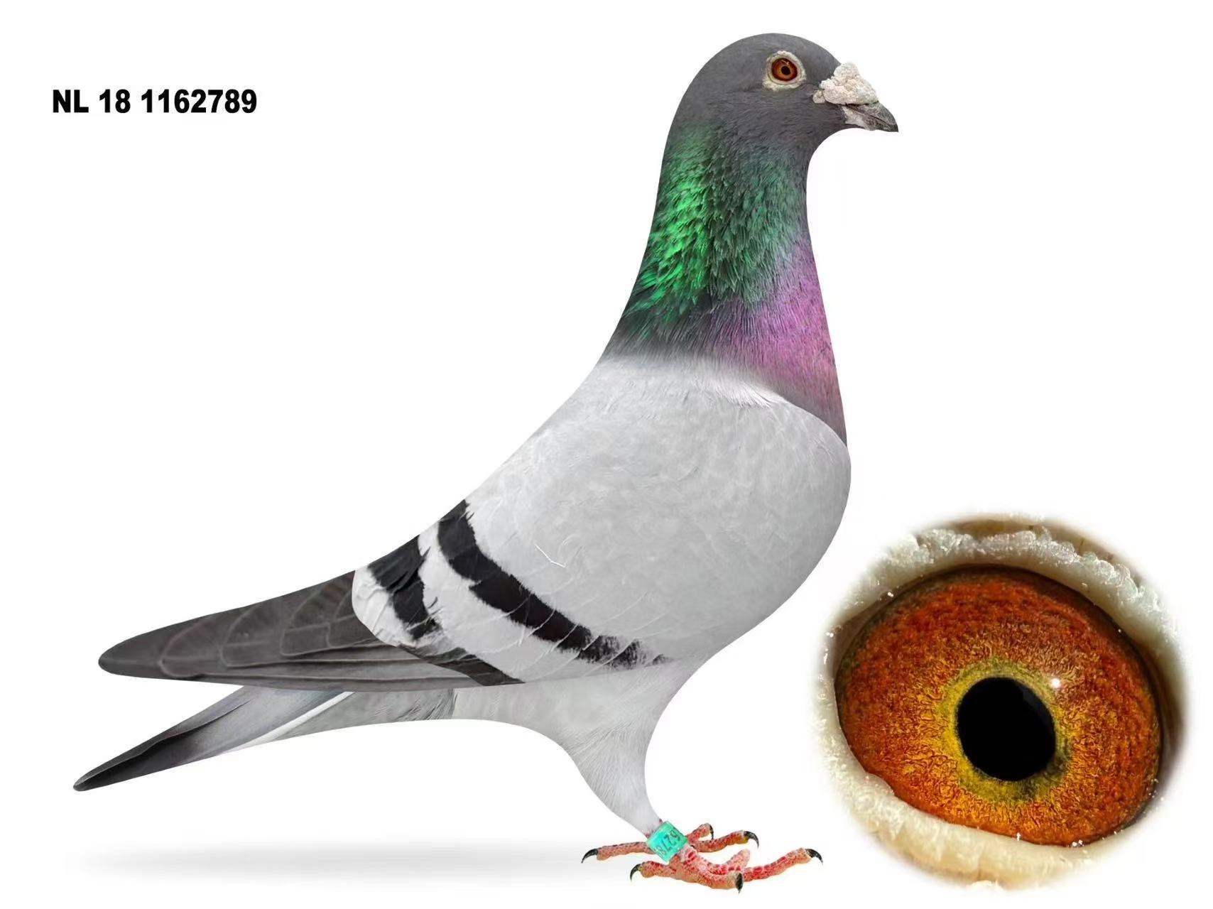 NL18-1162789 Cock
ORIGINAL AD SCHAERLAECKENS