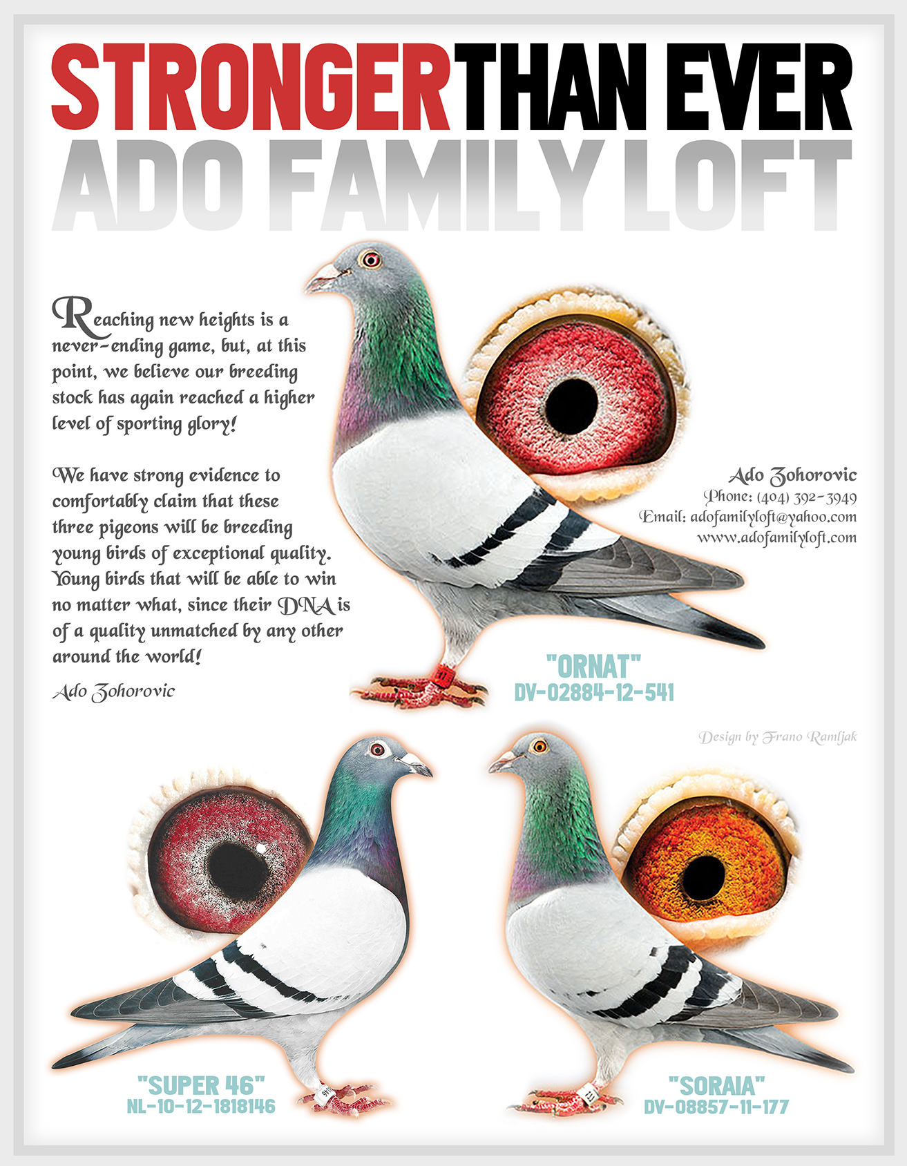 iPigeon.com - Racing Pigeon Auction