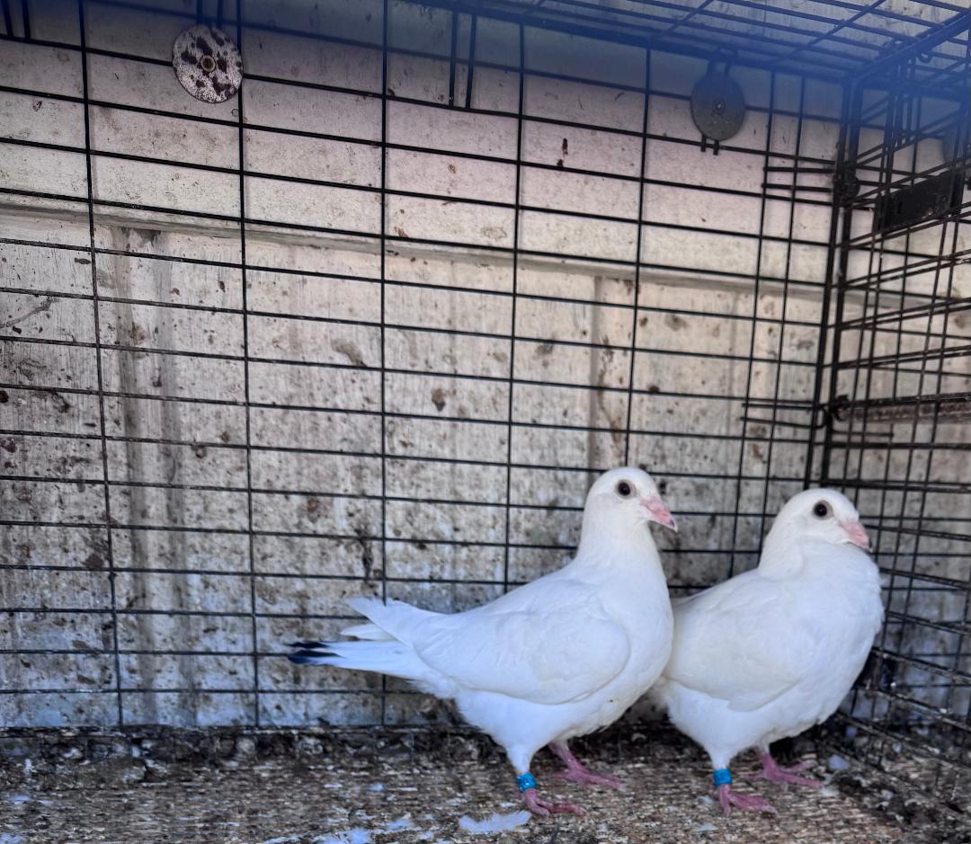 480 AND 481 WHITE EMPEROR SIBLINGS