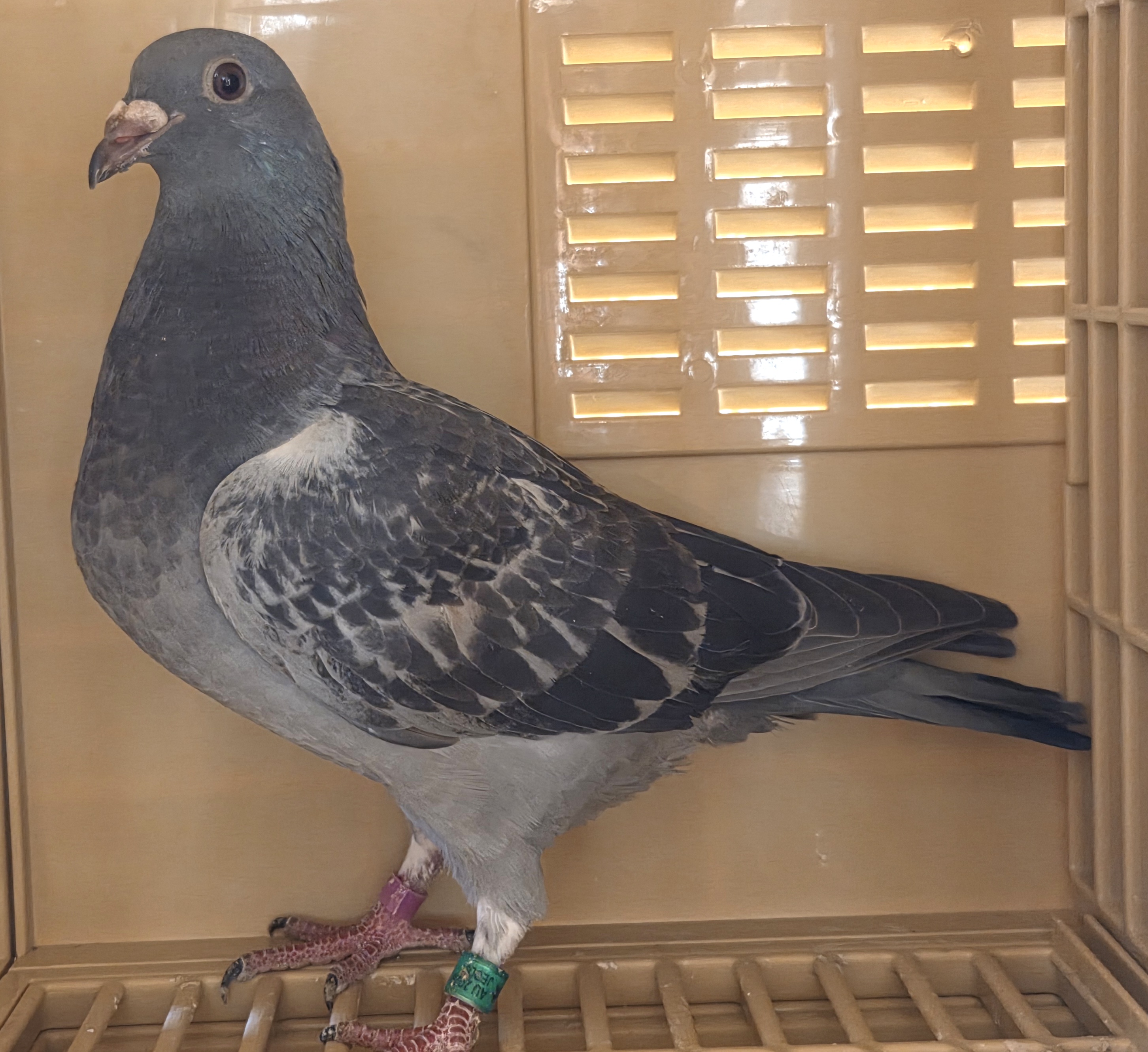 2026 young bird dark check GBR Schellen X Hooyman/Vandenabelle