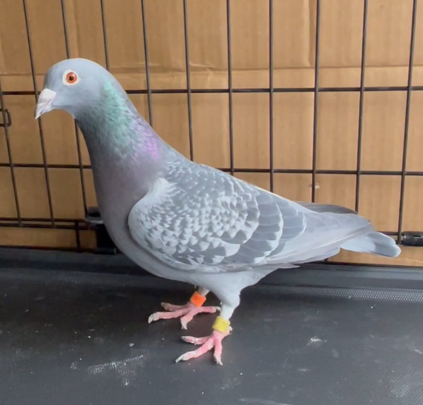 AU24-89366 - DAUGHTER OF LITTLE PICASSO &  BENTA