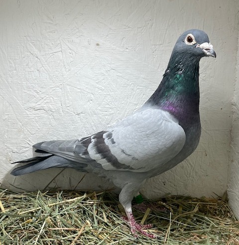 18-SYNDICATE-811 Blue Cock 
