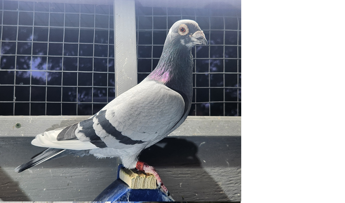 POLSON LFT 186 2021 COCK 