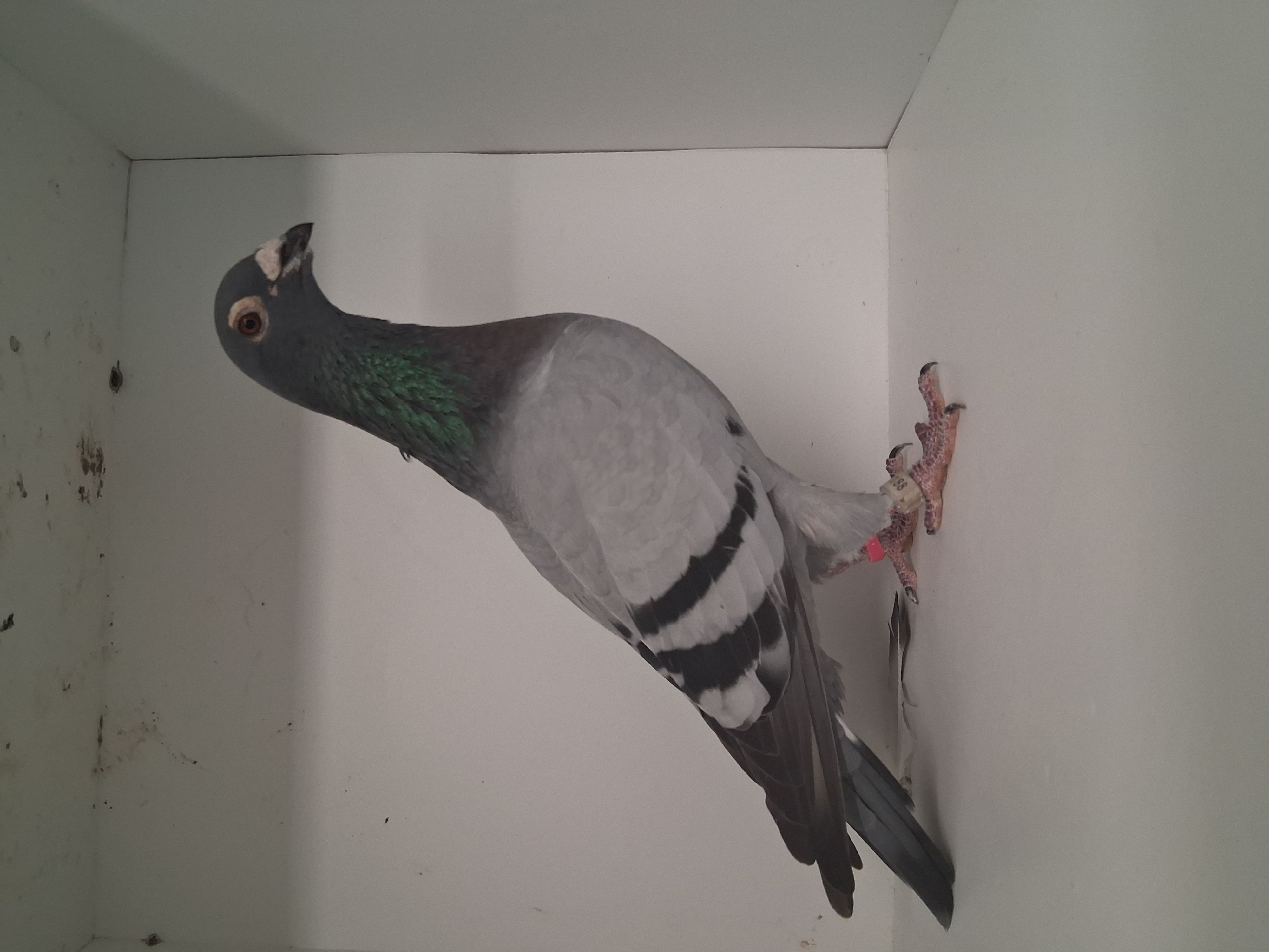 Preview Image 2