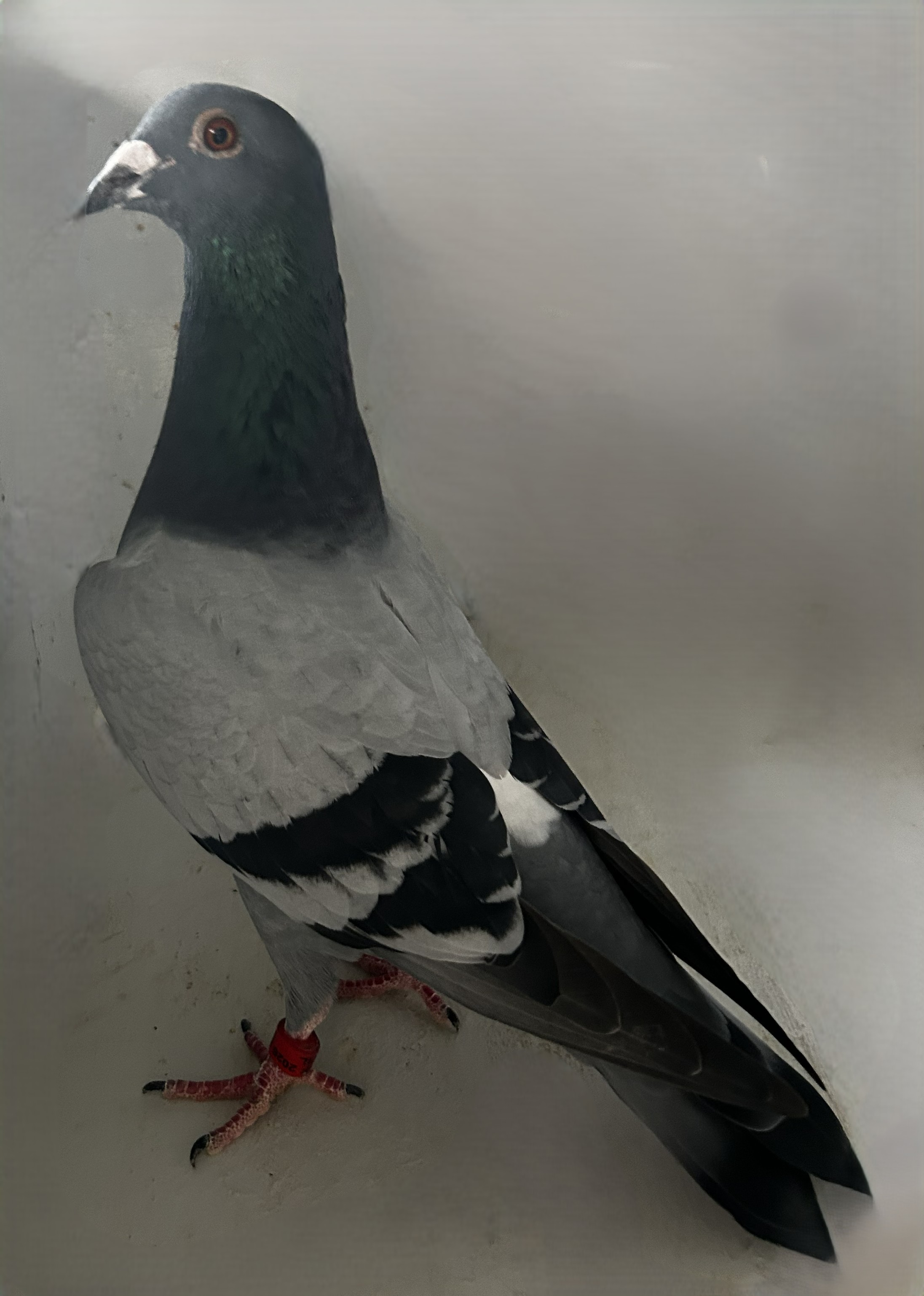 





2026 NEIL 56203
Inbreed 