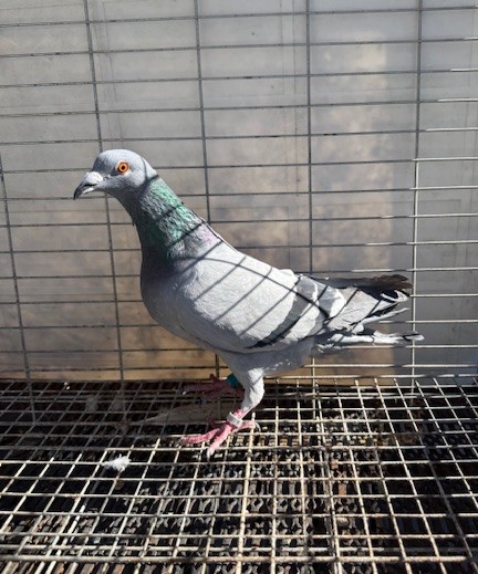 AU 25 BIGQ 2590 - BB Hen