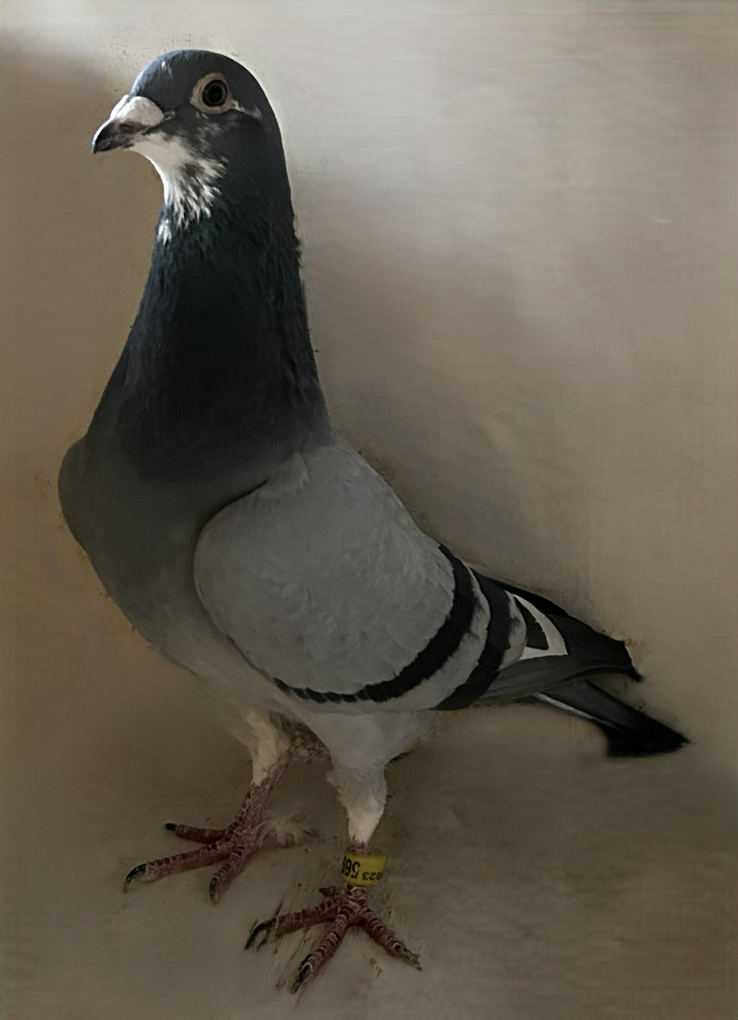 2023 Neil 56988 Inbreed 