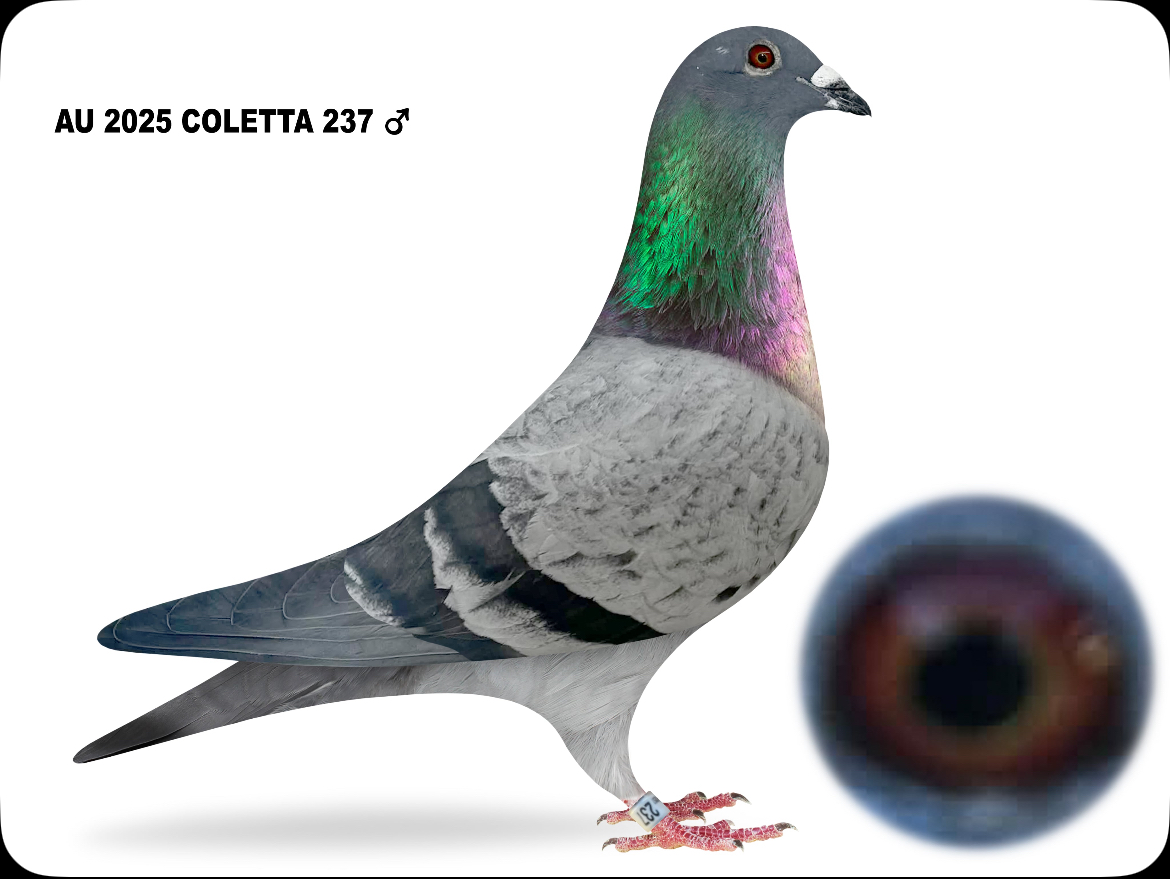 AU 2025 COLETTA 237 Slate Cock