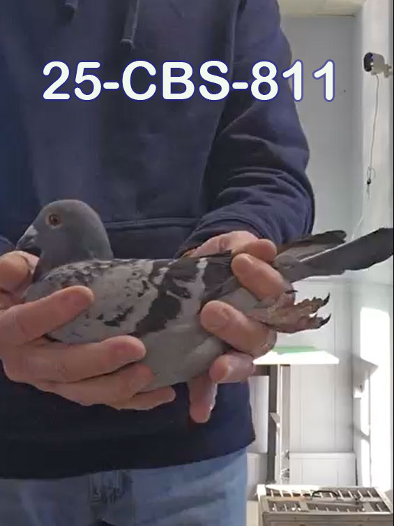 25-CBS-811 Light check cock. 