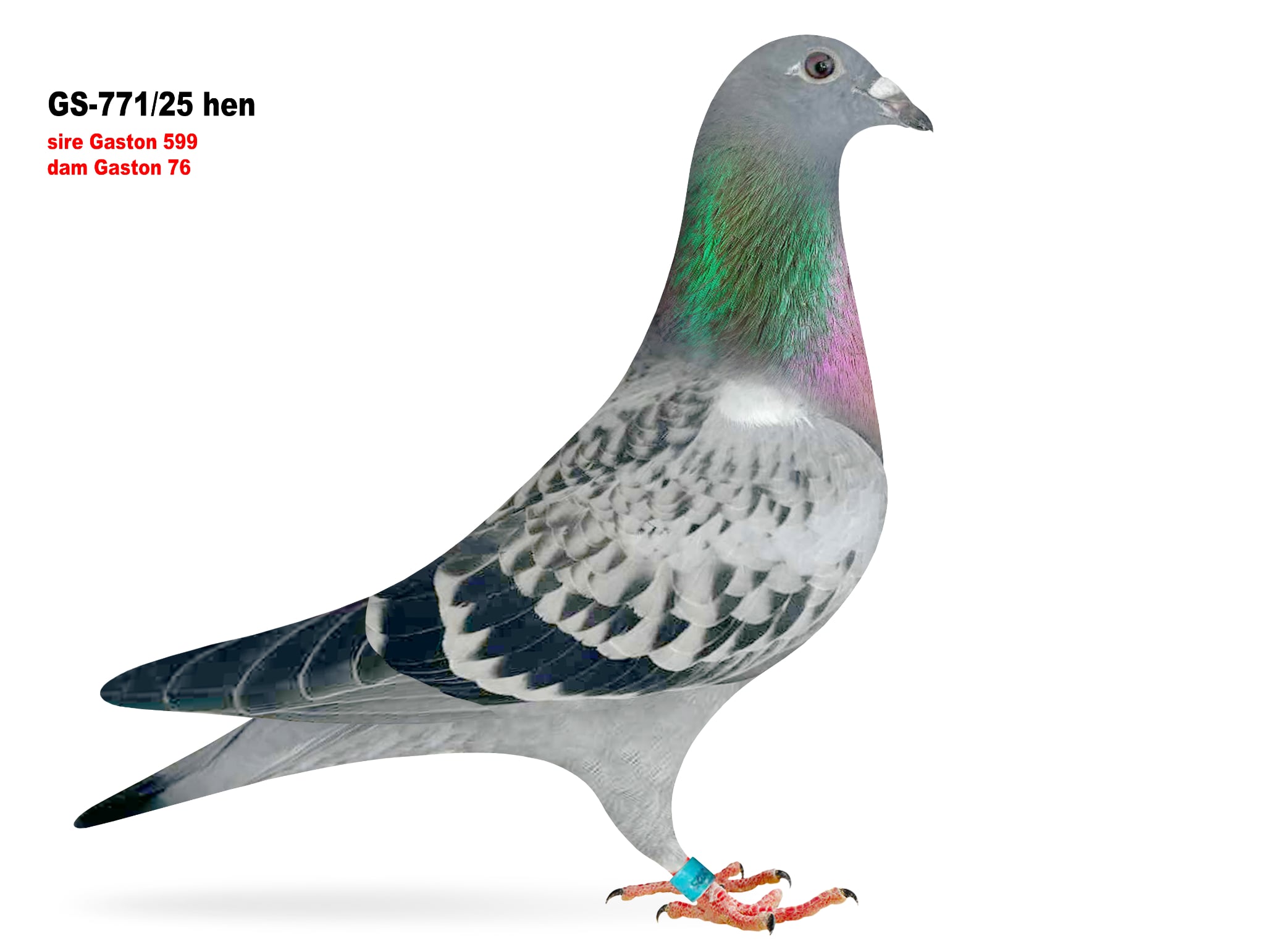 GS-771/25 Gaston Hen