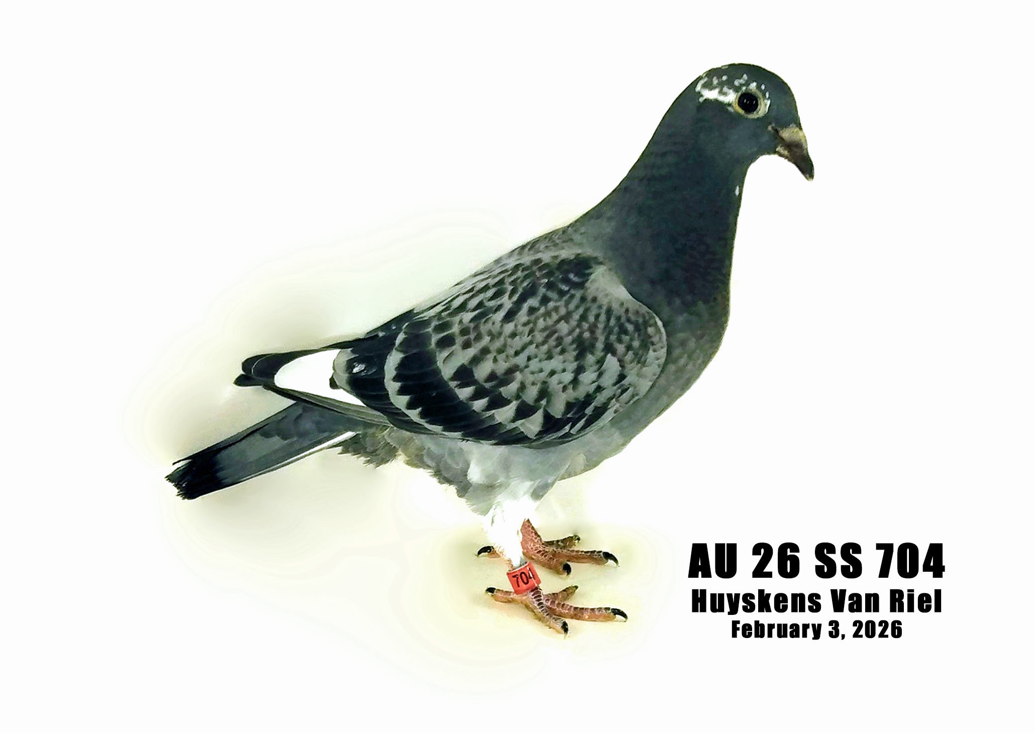 AU 26 SS 704 100% Huyskens Van Riel young bird