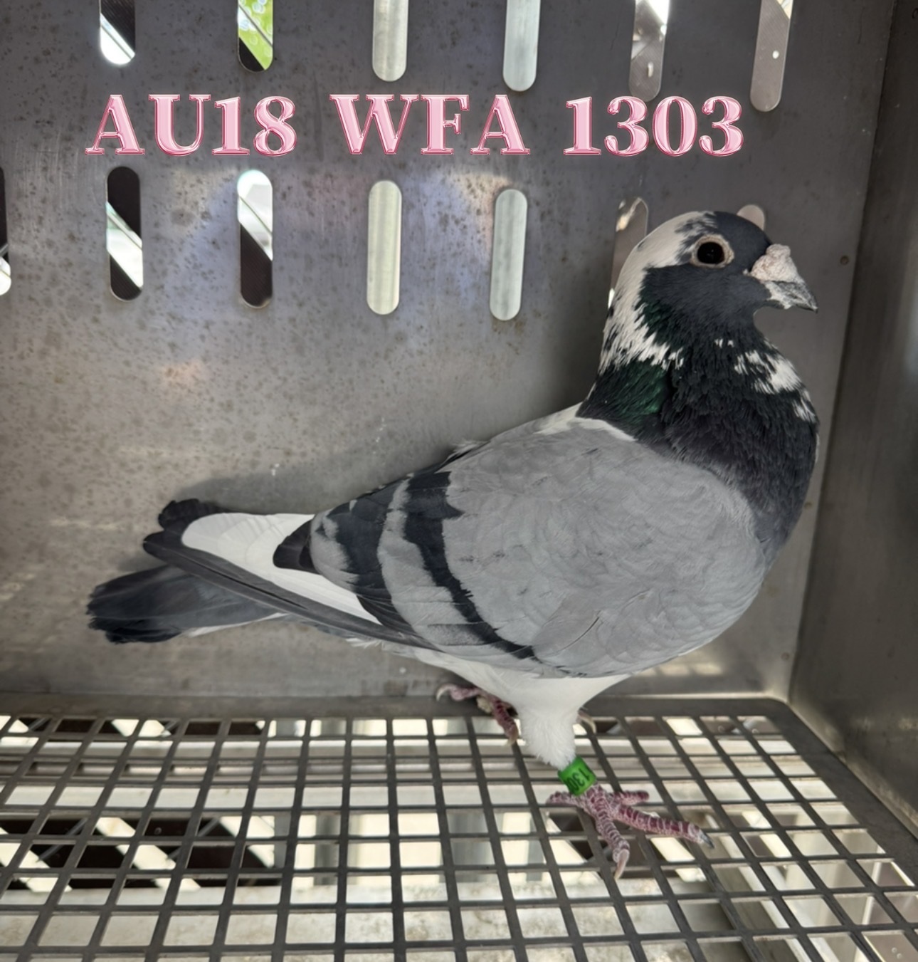 AU18 WFA 1303 Bbspl Cock