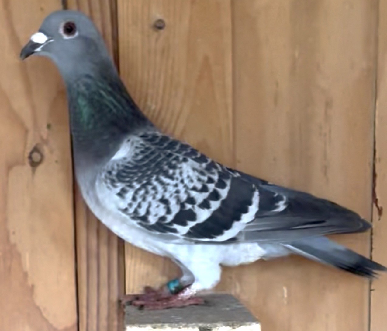 Inbred Night Angel Blood