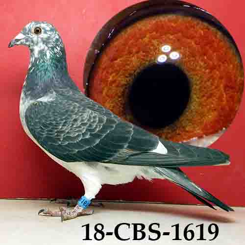 18-CBS-1619