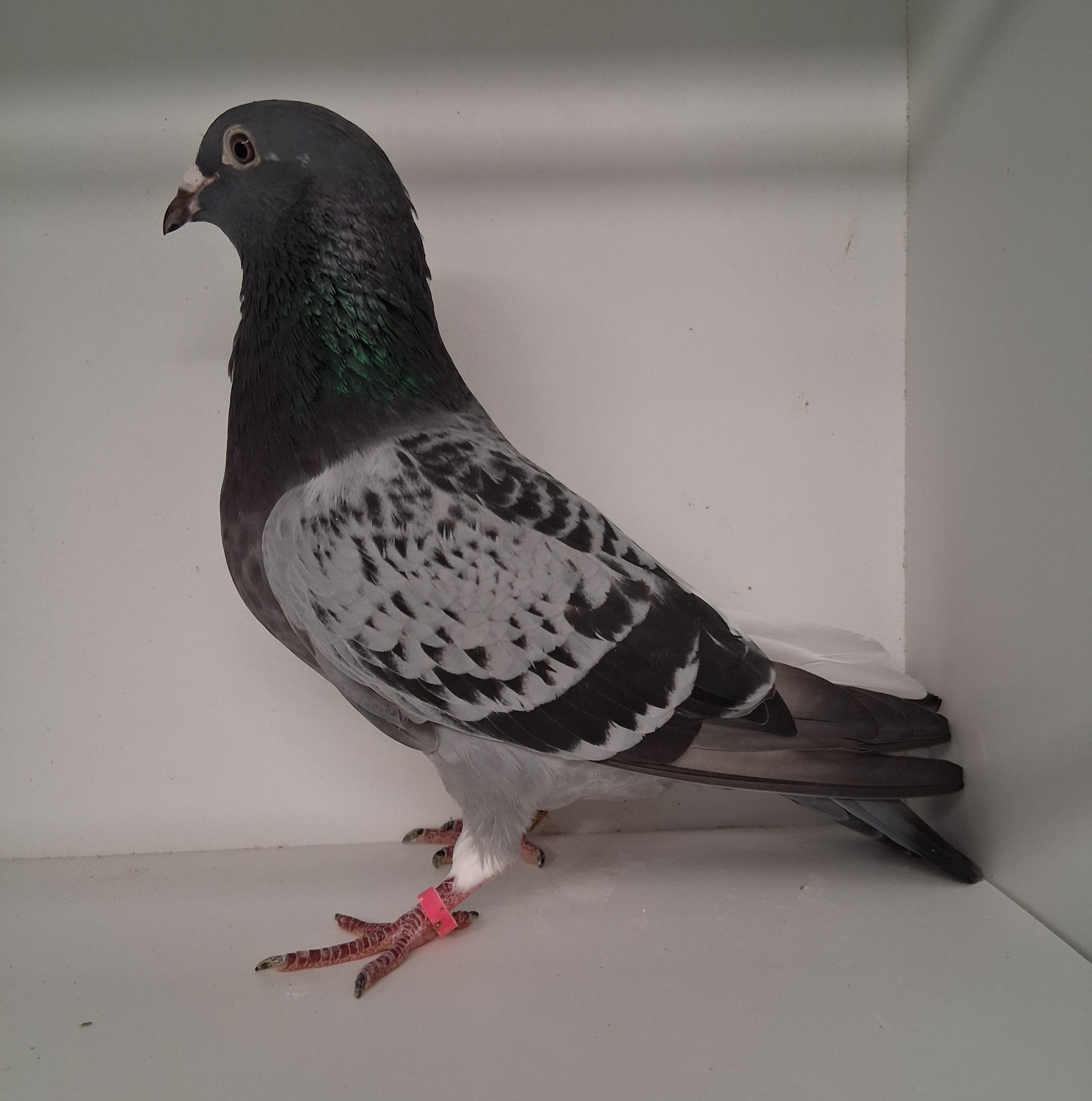 AU 21 WSJ 2237 BCWF HEN