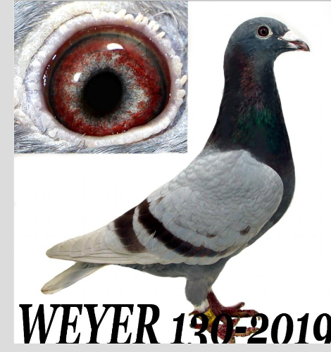 WEYER 130 2019 HEN