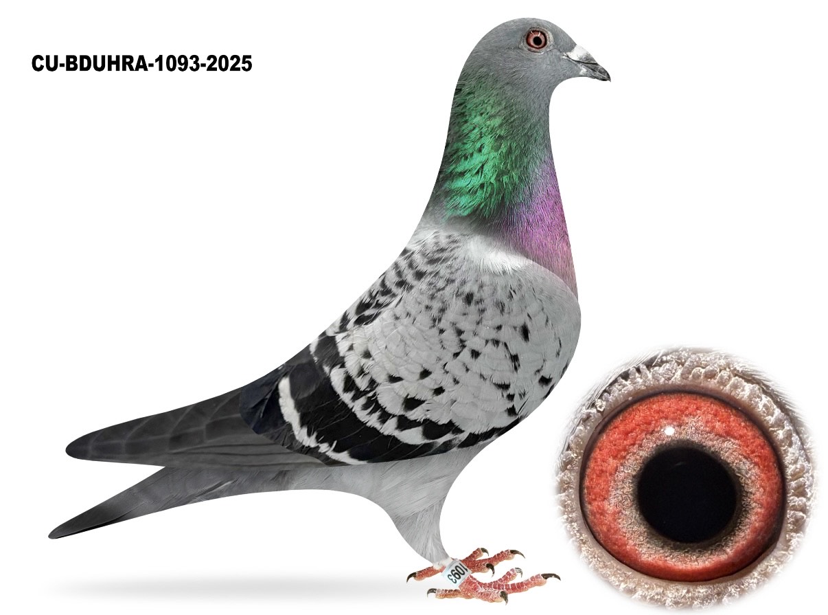 CU 25 BDUHRA 1093 BC Hen