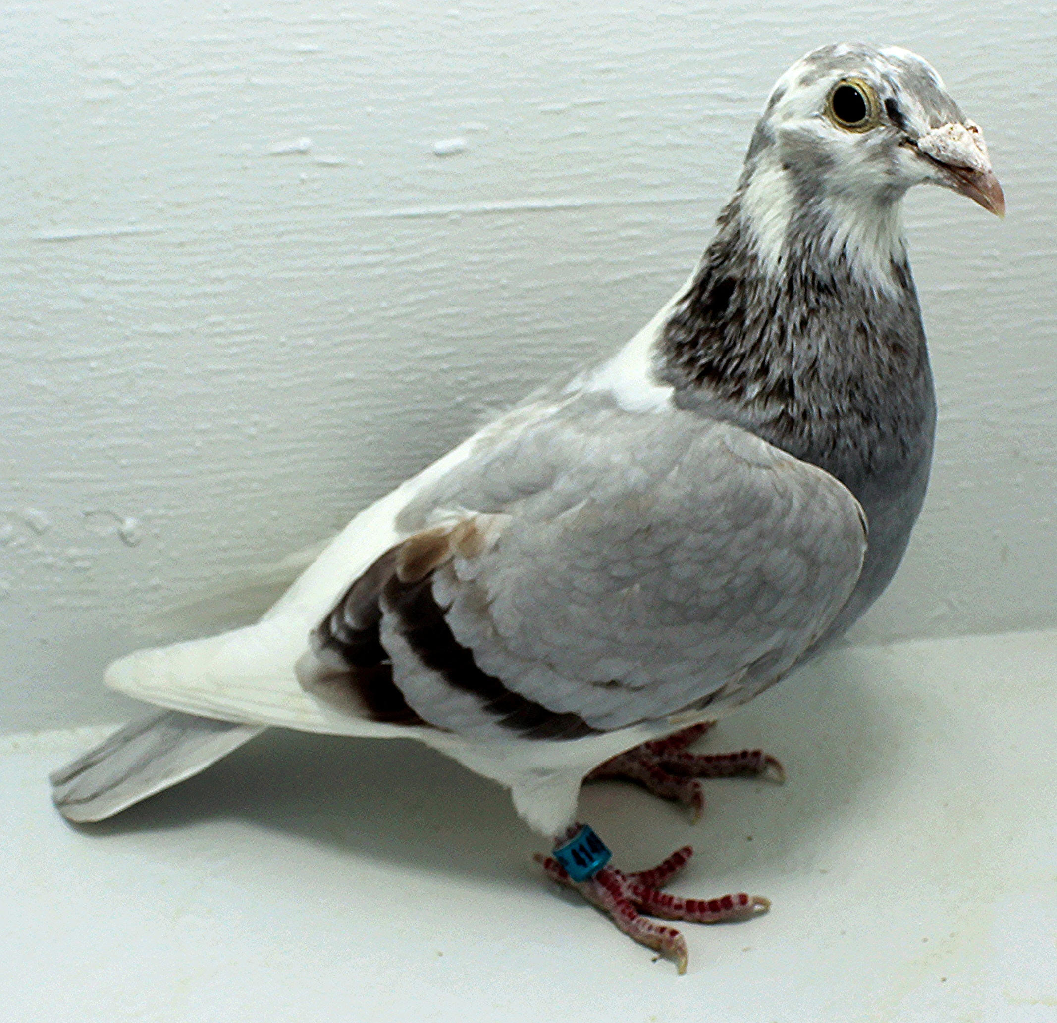 AU 41494 AA 2025 Pure Paul Sion