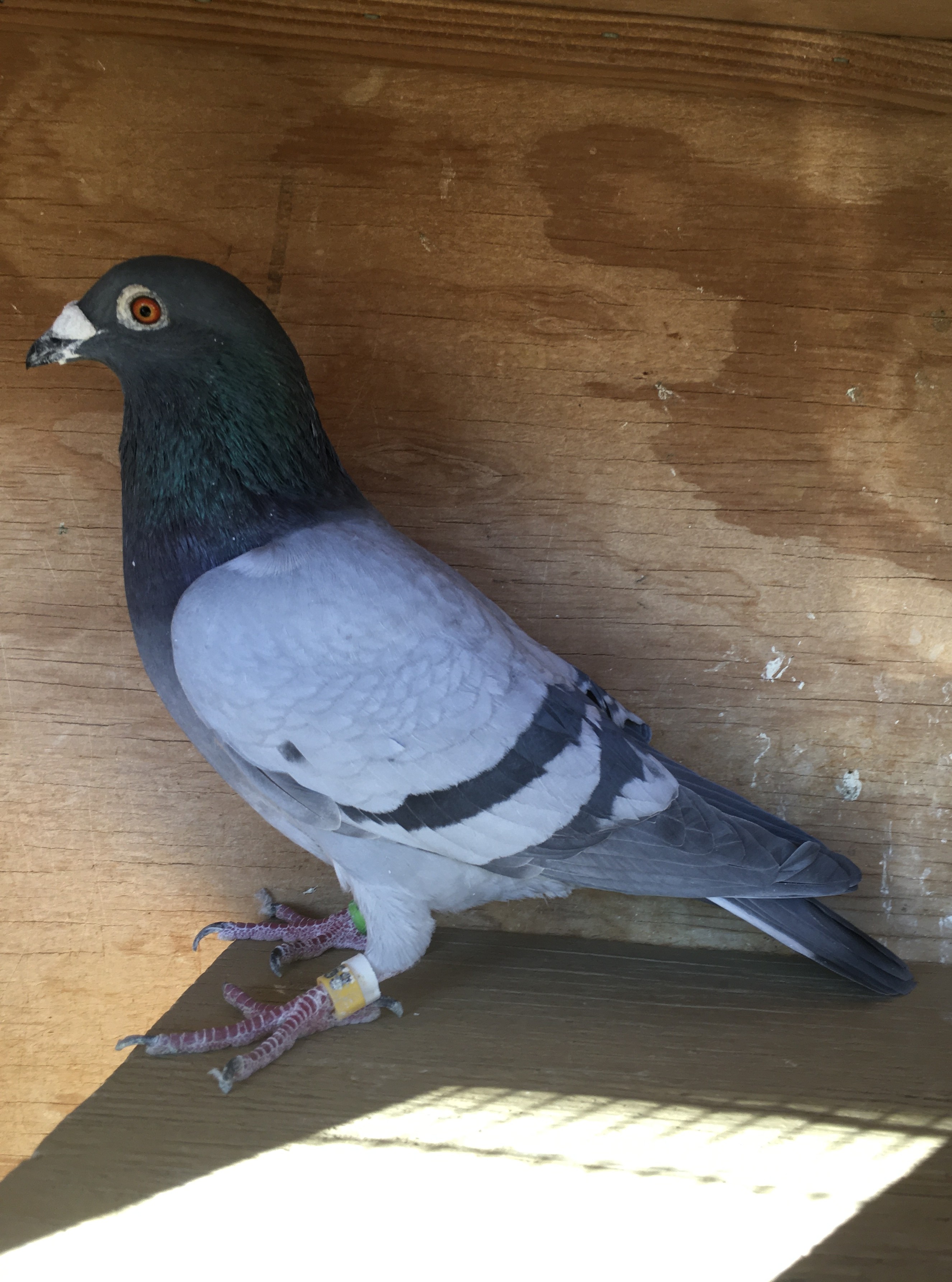 AU-2023-TEMPLETON LOFT-168-COCK