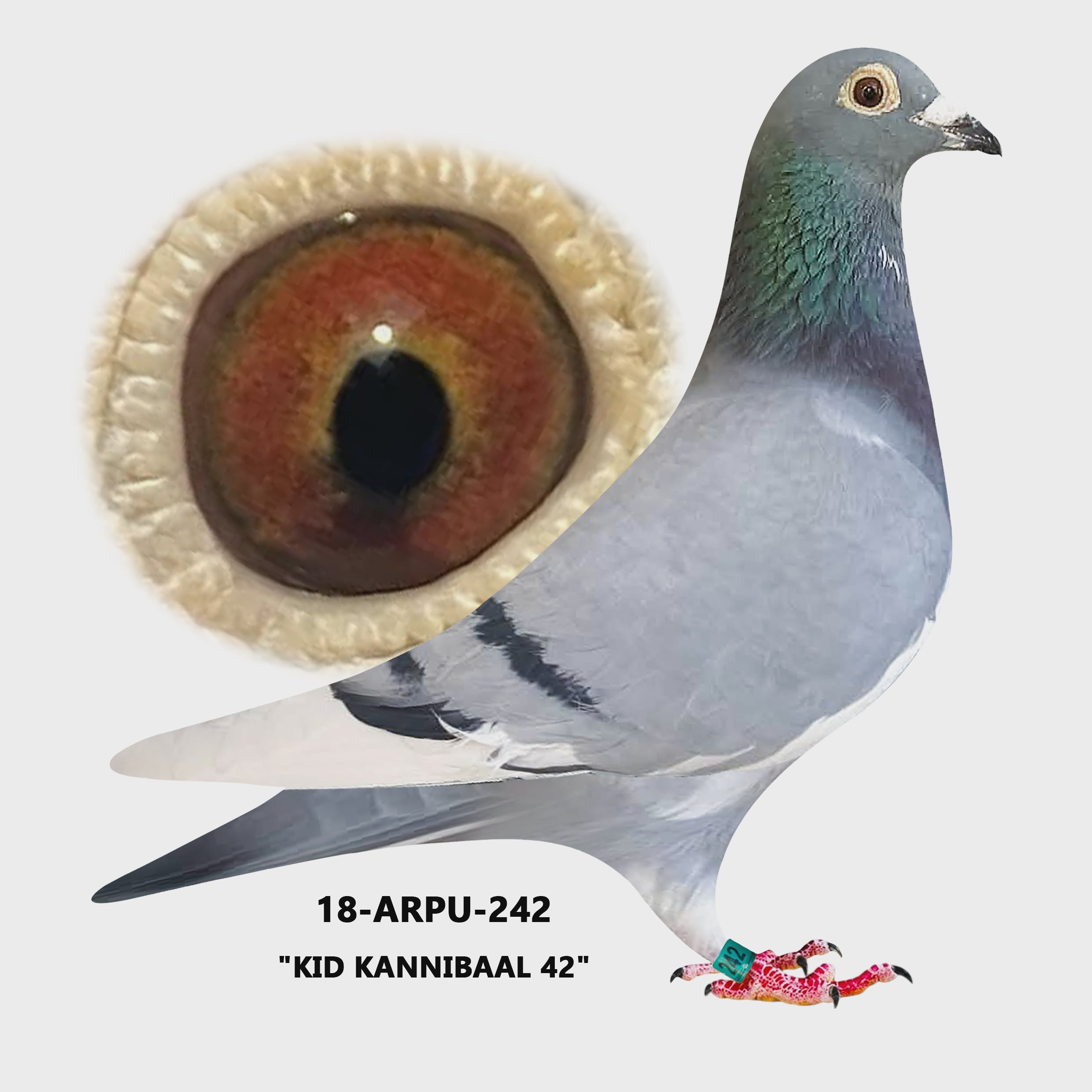 18-ARPU-242.  Blue Bar WF Hen.