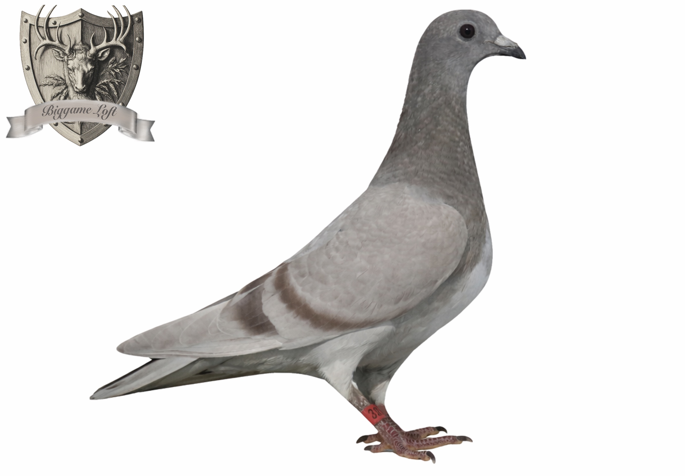 Line-bred Money Winner 301