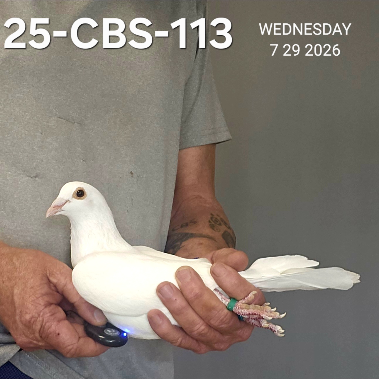 25-CBS-113 Belgian White cock. 