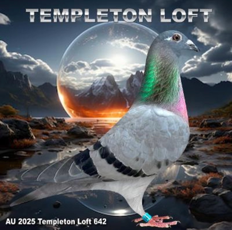 Templeton loft 2025/642
