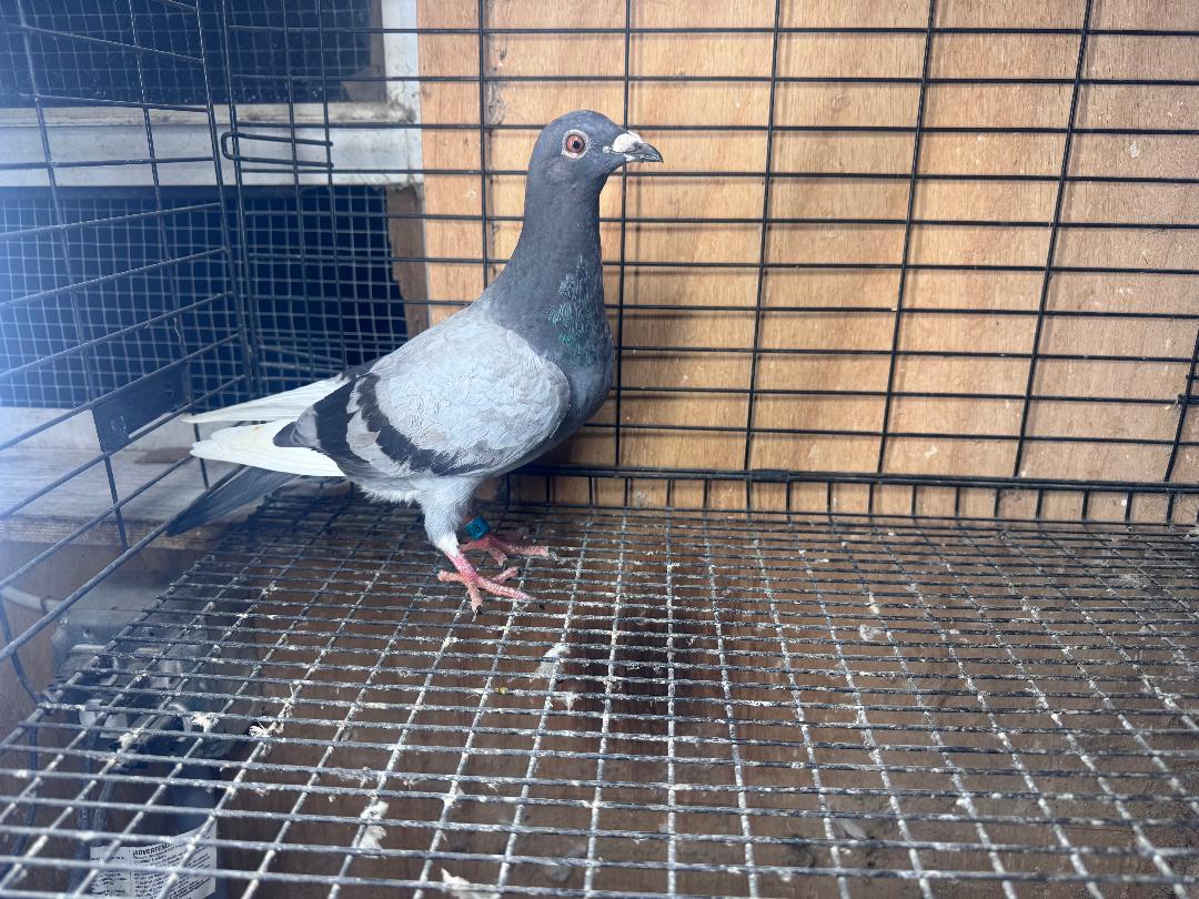 408 BB W/F WOLVERINE COCK