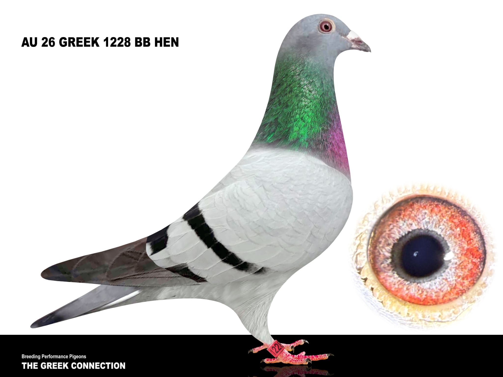 AU 26 Greek 1228 Hen