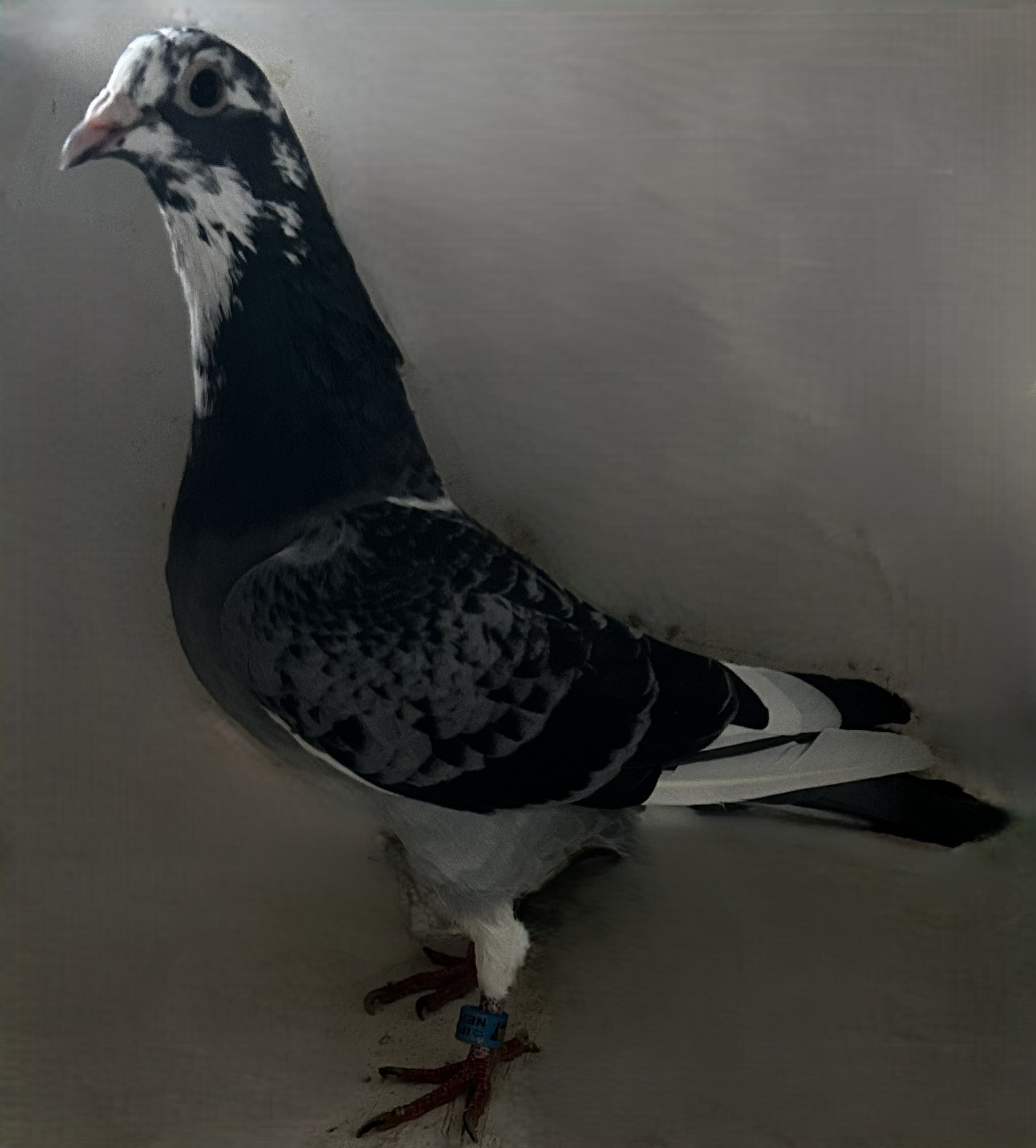 2025 Neil 56137 Inbreed " Best Kittel" X Zomer Jonge BB SPL Cock
