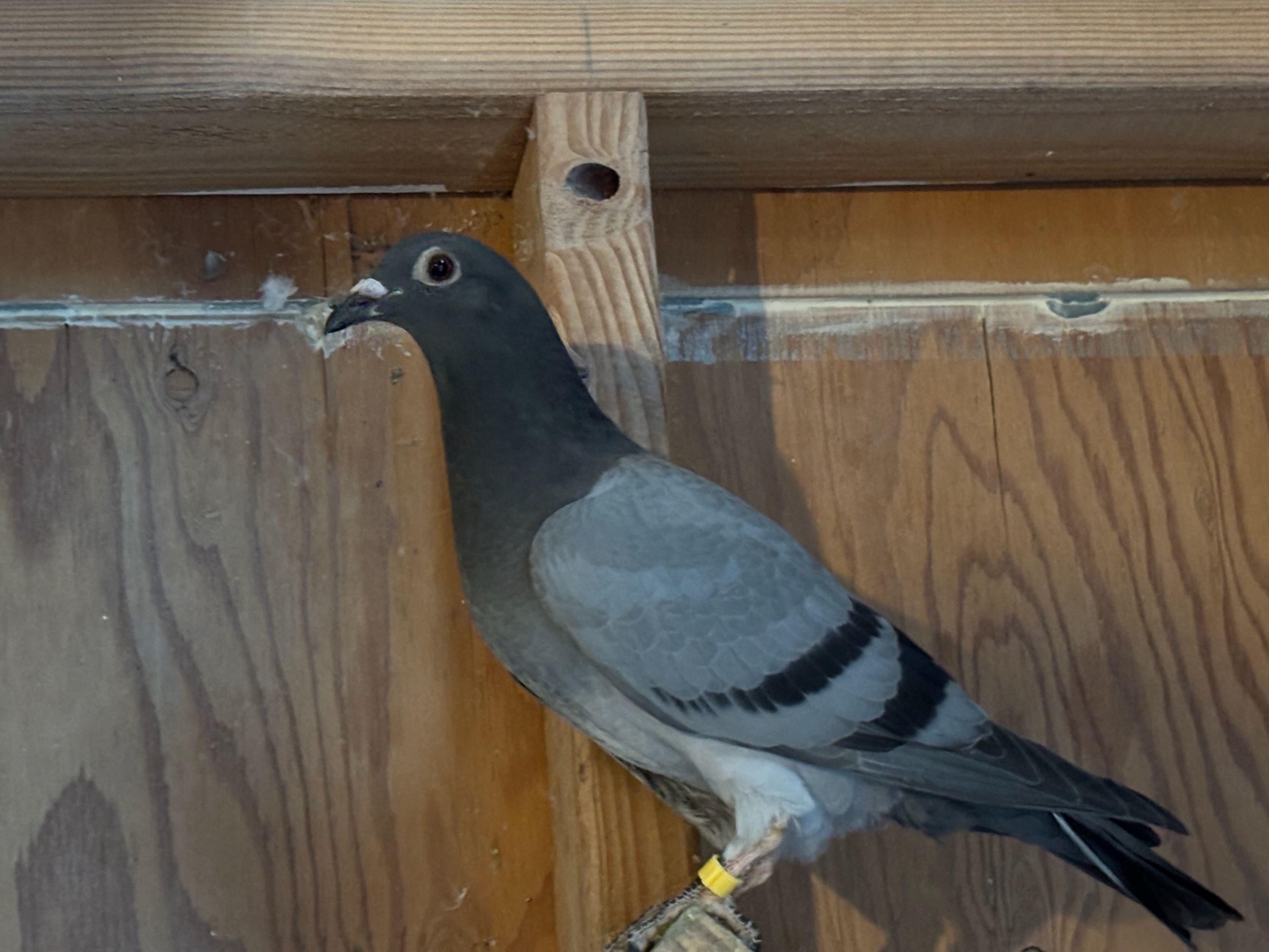 2025 Young Bird off IMPORTS