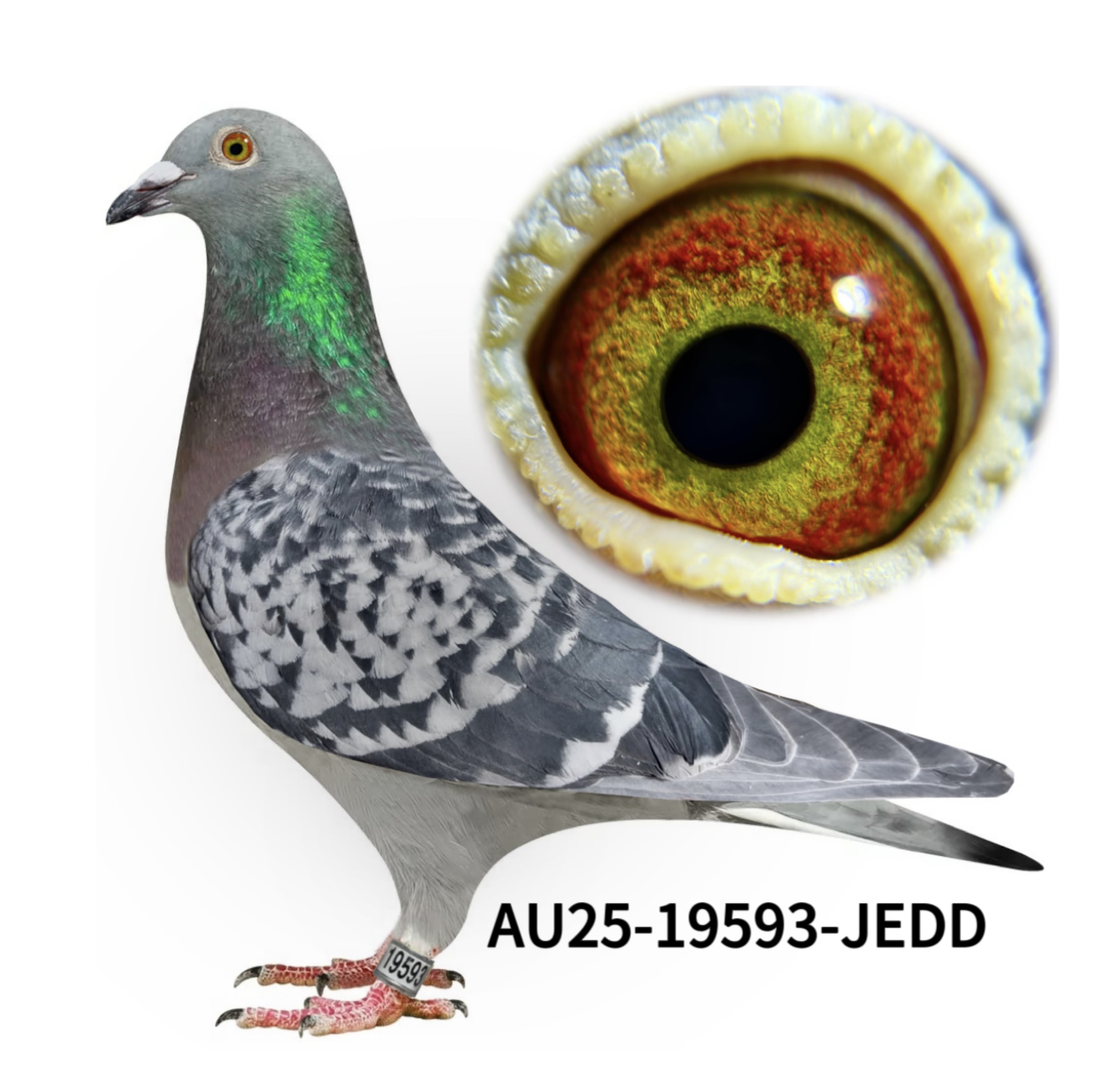 Nemelka Racing Pigeon Loft