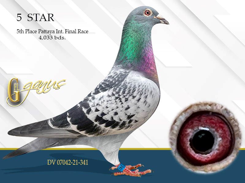 GFL 231-2025 Check Wft Male