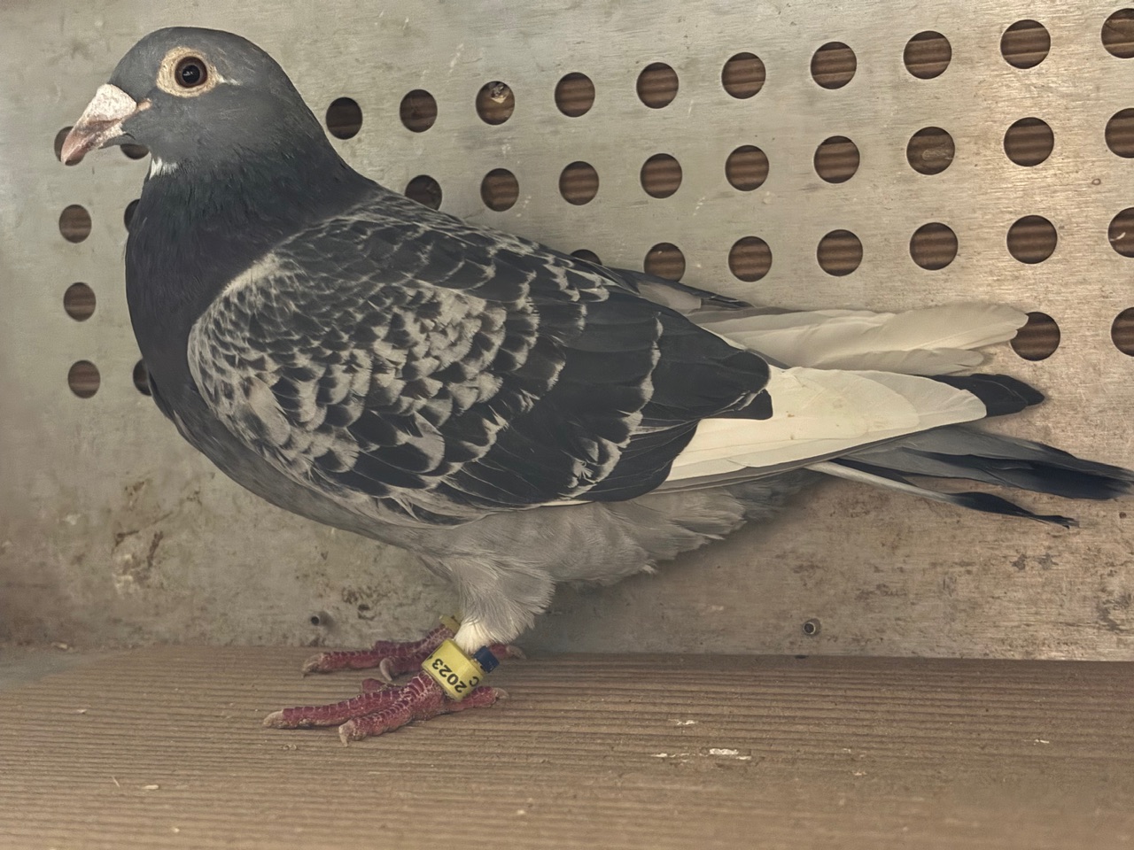 Super long distance Jan Aarden 