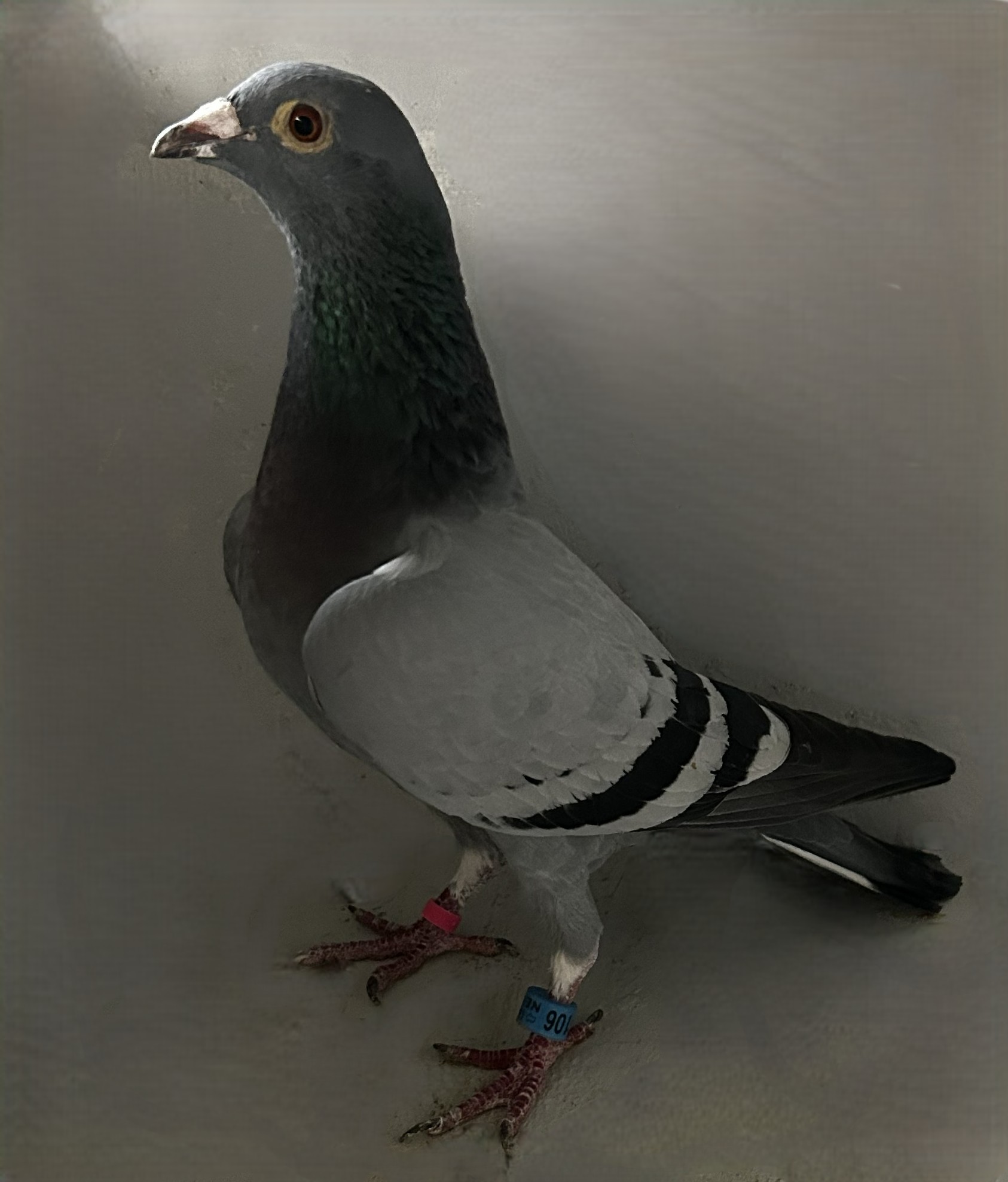 2025 NEIL 56106
NEW LAUREAAT X KLEINE JADE
BB Hen