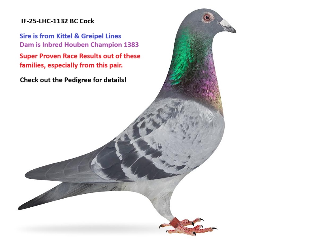 Best of Kittel x Best of Houben