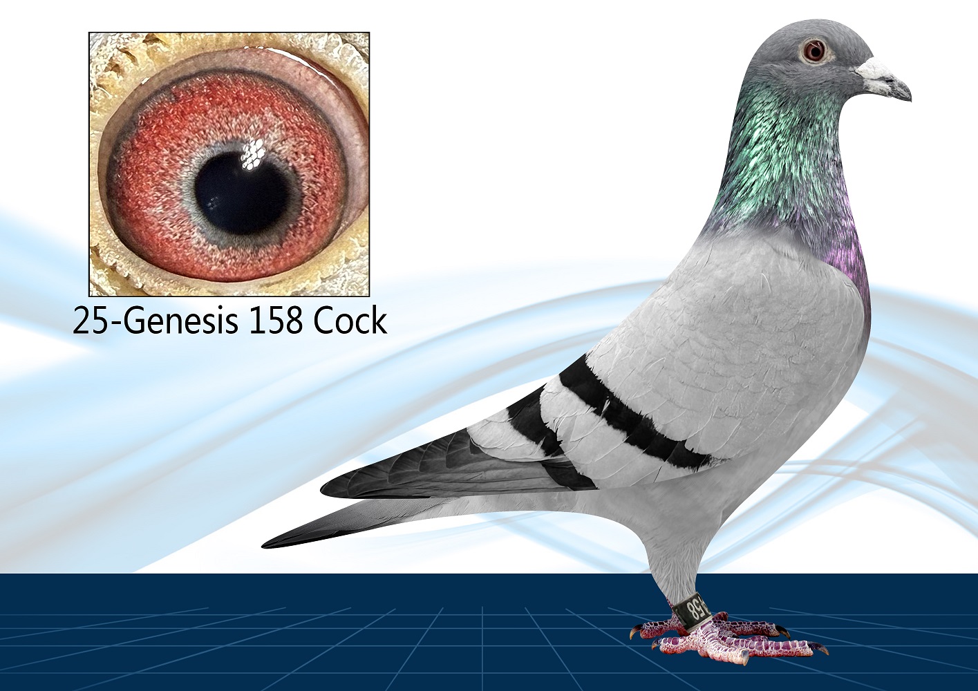 25-158(Cock) Long Distance Sepcial 