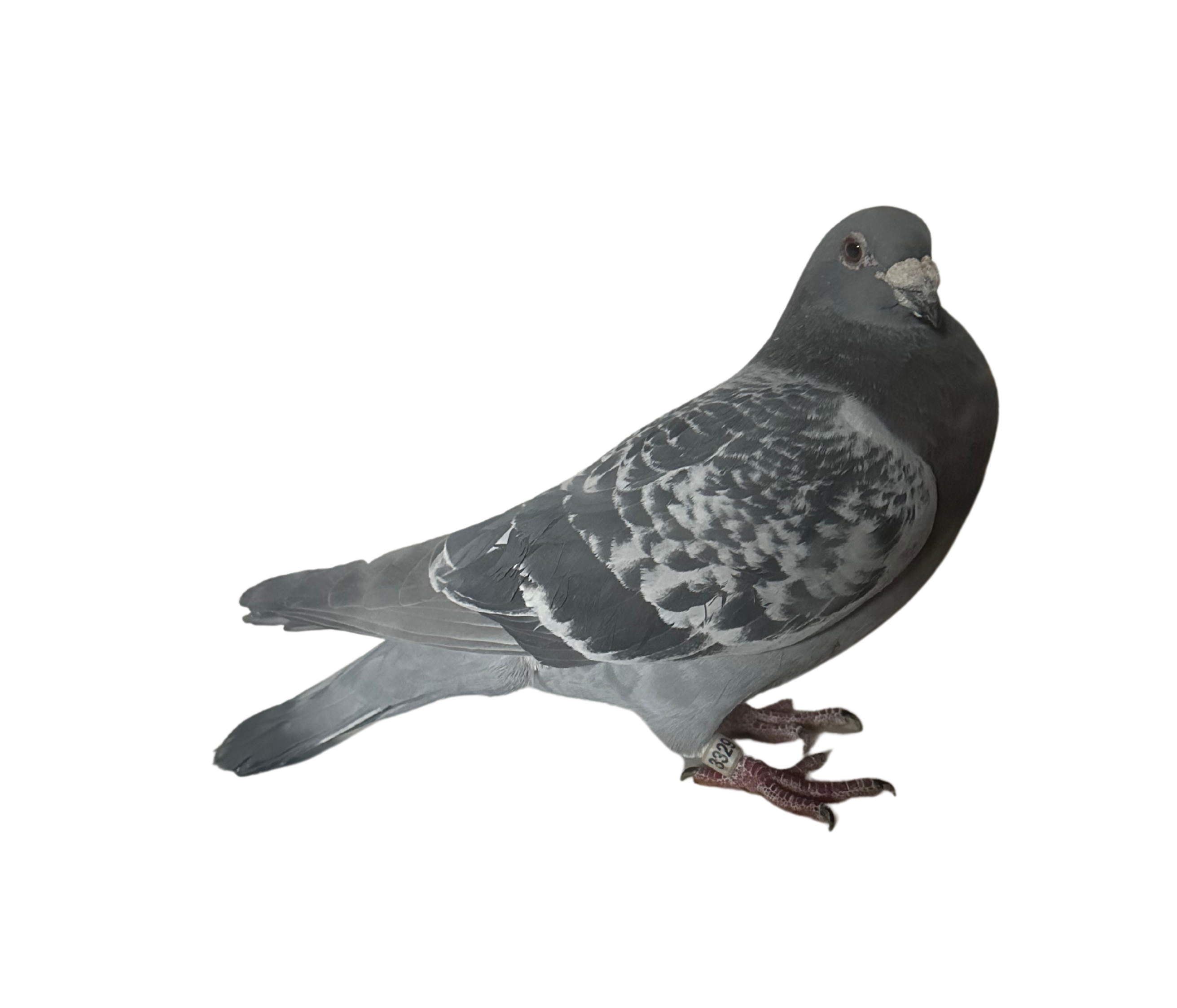 IPigeon Racing Pigeon Auction ipigeon-racing-pigeon-auction