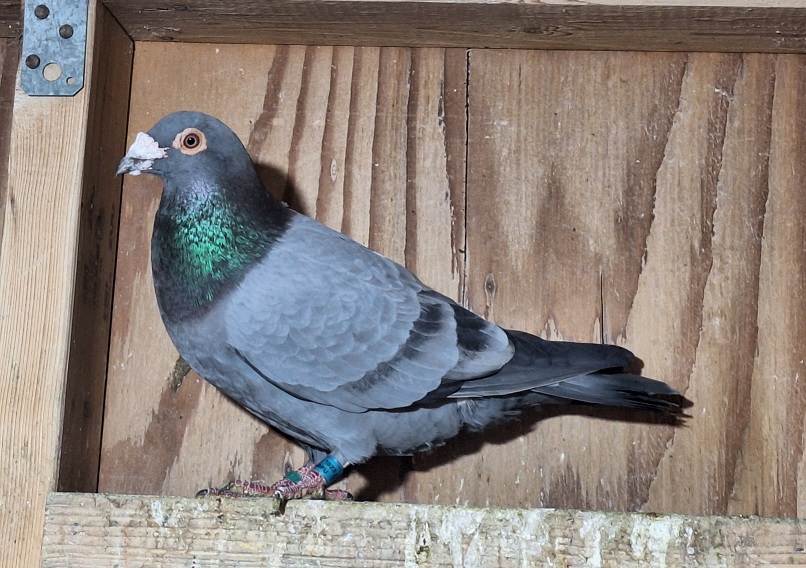 AU 2023 ARPU 8520 BLUE SLATE Cock PURE GEBR. JANSSEN ARENDONK