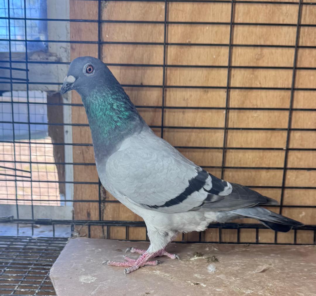 455 BB WOLVERINE COCK AND BB HEN WITH NO BAND WOULD MAKE A GREAT PAIR