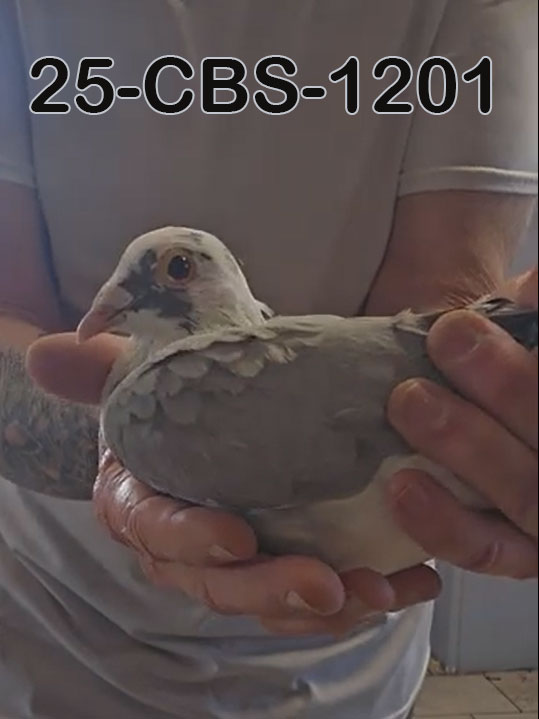 25-CBS-1201 Blue splash cock.