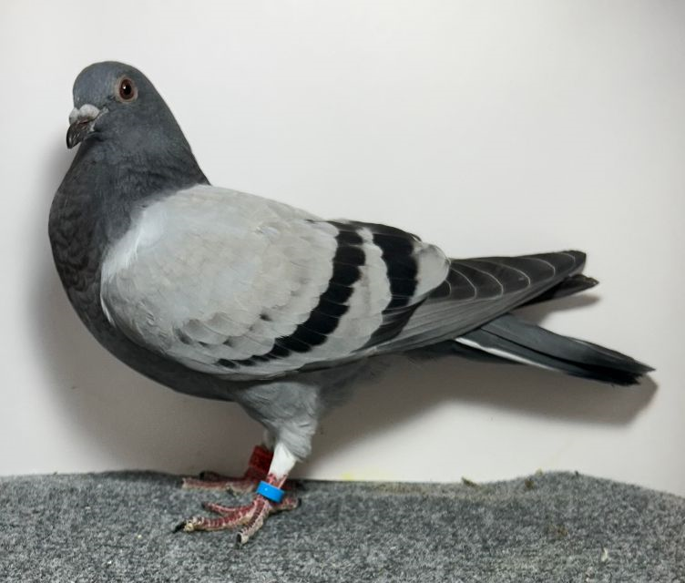 Preview Image 9