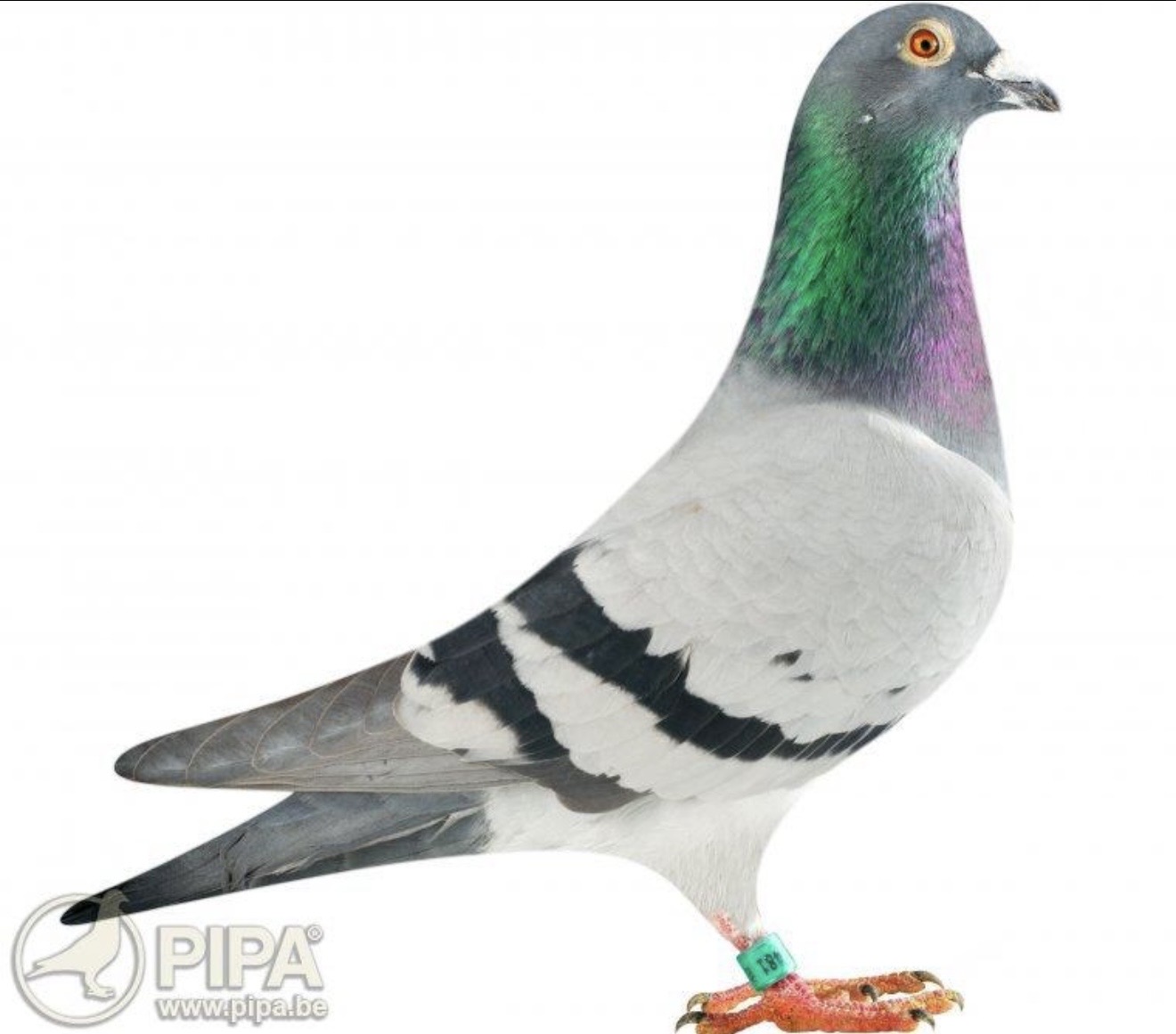 25-ARAMIS-778 “SAFIER’S LEIDEMAN
