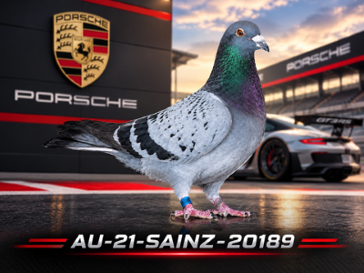 AU-20-SAINZ-20189 BC COCK