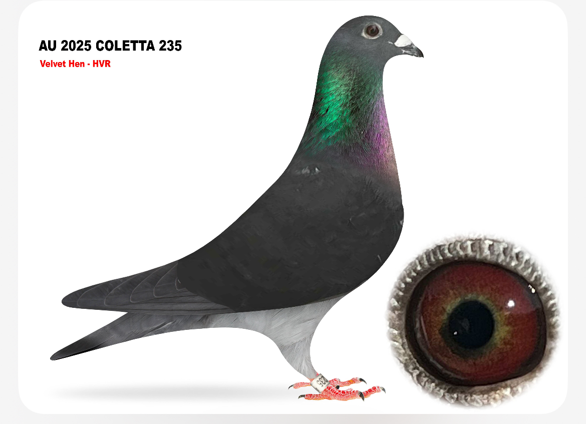 AU 235 COLETTA 235